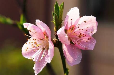 補桃花|招桃花是什麼？如何【增加桃花運】100個秘方方法，。